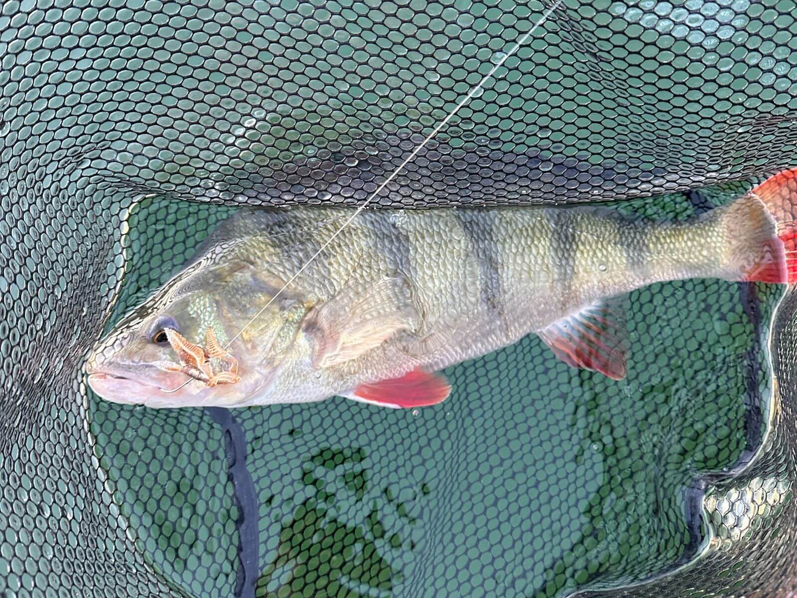 NEPA 6x Reload Bundle